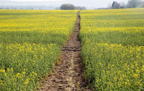 Footpath crossing filed of yellow flowering oilseed rape crop, near Wroughton, Wiltshire, England,