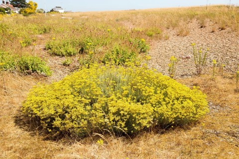 The Curry plant, Helichrysum italicum, yellow flowers, Shingle Street, Hollesley, Suffolk, England,
