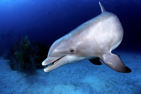 Diving in the Caribbean, Dolphin, Caribbean, Central America