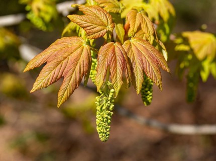 Macro close up Sycamore tree flowers and leaves in springtime, Acer pseudoplatanus, UK