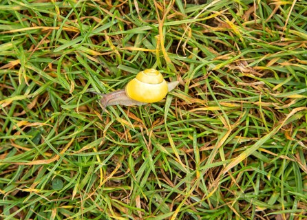 Grove snail, brown-lipped snail or Lemon snail Cepaea nemoralis, Berkshire, England, UK