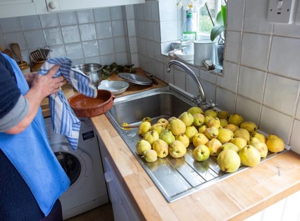 Cleaning quince fruit at kitchen sink inside domestic house, UK
