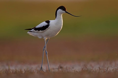 Black-capped avocet (Recurvirostra avosetta), Danube Delta Biosphere Reserve, Romania, Europe
