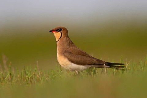Collared pratincole (Glareola pratincola), Danube Delta Biosphere Reserve, Romania, Europe