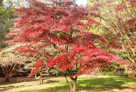 Japanese maple tree in autumn colour, Acer Palmatum, National arboretum, Westonbirt arboretum,