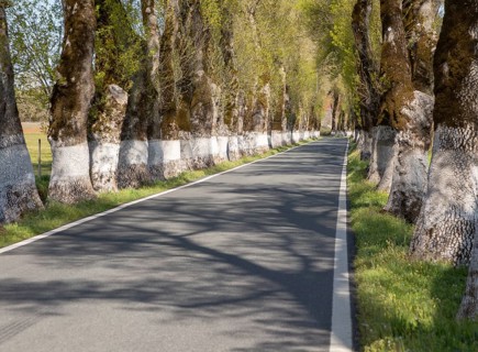 Iconic road through grove of ash trees with whitewashed bases of their trunks, Fraxinus