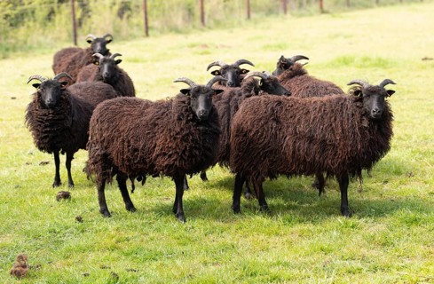 Hebridean sheep in field, Sutton, Suffolk, England, UK