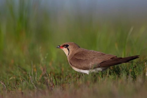 Collared pratincole (Glareola pratincola), Danube Delta Biosphere Reserve, Romania, Europe