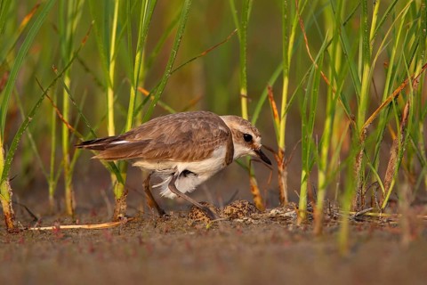 Kentish plover (Charadrius alexandrinus) Female breeding on the ground at the water's edge, Danube