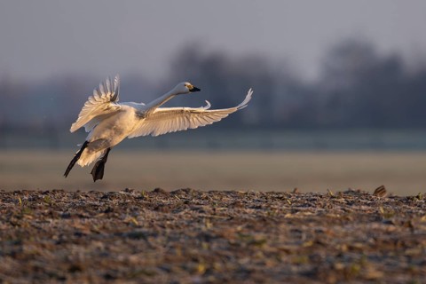 Tundra Swan, Texel, Netherlands