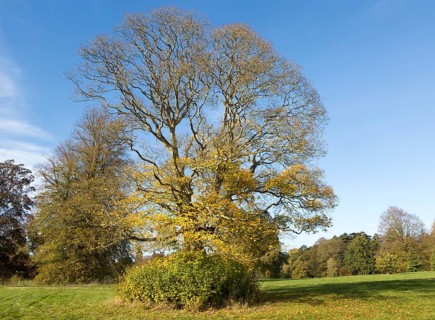 Cappadocian maple tree, acer cappadocicum, National arboretum, Westonbirt arboretum,
