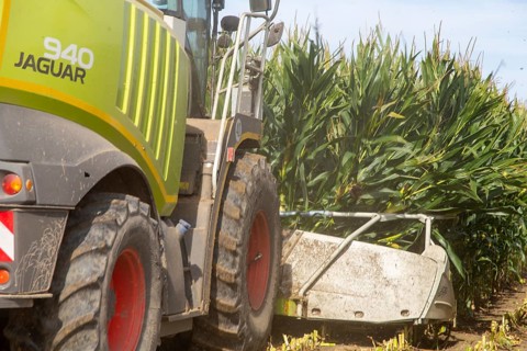 Rhineland-Palatinate, Germany: Maize harvesting (maize chopping) for the Alexanderhof biogas plant