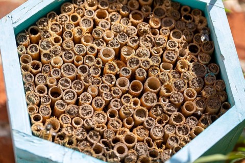 Mason bee, species of bees, genus Osmia, family Megachilidae, nest building