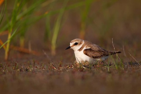 Kentish plover (Charadrius alexandrinus) Female breeding on the ground at the water's edge, Danube