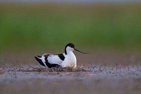 Black-capped avocet (Recurvirostra avosetta) adult bird on nest, Danube Delta Biosphere Reserve,