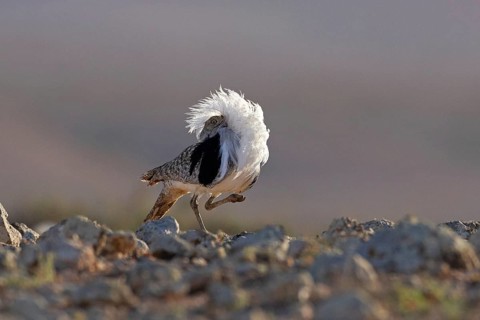 Saharan Houbara Bustard (Chlamydotis undulata fuertaventurae), mating male, Fuerteventura, Spain,