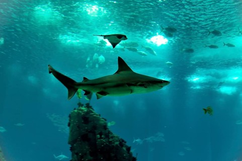 Shark in saltwater aquarium, Lisbon, Lisboa in Portugal