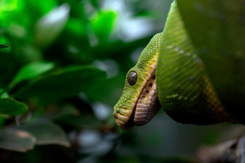 Green tree python (Morelia viridis), captive, occurrence New Guinea, Baden-Wuerttemberg, Germany,