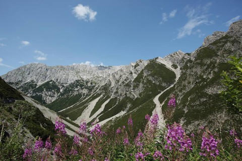 Mountain massif Hahntennjoch with narrow-leaved willowherb, Lechtal Alps, Northern Eastern Alps,