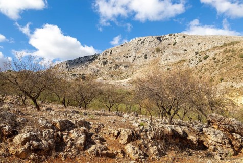 Almond trees in carboniferous limestone mountains, near Puerto del Sol, Axarquia, Andalusia, Spain,