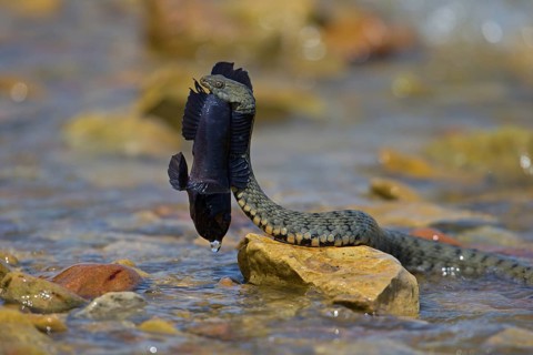 Dice snake (Natrix tessellata) on its way to the shore with preyed round goby (Neogobius