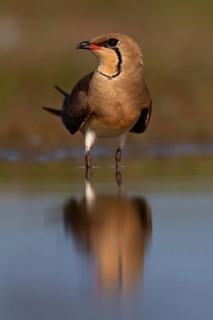 Collared pratincole (Glareola pratincola), Danube Delta Biosphere Reserve, Romania, Europe