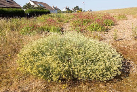 The Curry plant, Helichrysum italicum, and Valerian, Valeriana officinalis, Shingle Street,
