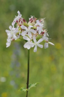 Soap root (Saponaria officinalis), Mainzer Sand, Mombach, Mainz, Rhine-Hesse region,