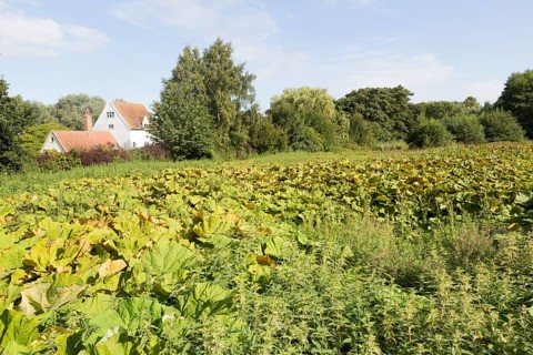 Petasites hybridus, butterbur, herbaceous perennial flowering plant growing in wet field