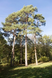 Scots pine trees, Pinus sylvestnis, National arboretum, Westonbirt arboretum, Gloucestershire,