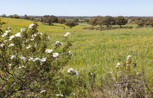 Countryside Montado landscape of lupin (lupine Albus) flower meadow with trees interspersed in
