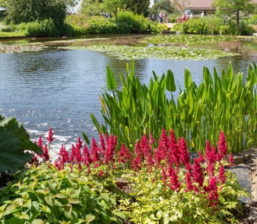 Royal Horticultural Society gardens at Hyde Hall, Essex, England, UK, Upper Pond