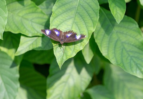 Inside the Butterfly House at Berkeley Castle, Gloucestershire, England, UK