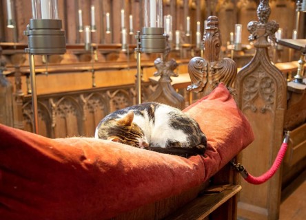 Fudge the cat asleep on cushion inside Norwich Cathedral, Norfolk, England, UK