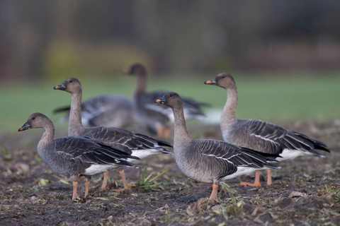 Bean goose (Anser fabalis), Texel, Netherlands