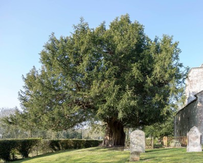 Ancient yew tree, Taxus baccata, dated at 1700 years old All Saints Church, Alton Priors,