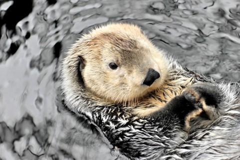 Sea otter, Kalan or sea otter (Enhydra lutris), in the Oceanario, Parque das Nacoes, Nacoes, Park