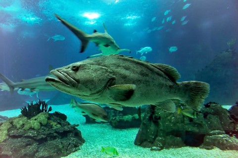 Fish in a saltwater aquarium, Lisbon, Lisboa in Portugal