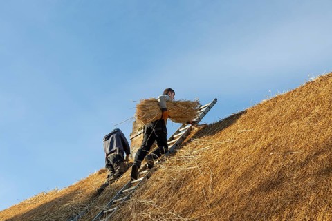 Thatchers working on roof of thatched country cottage, Great Bedwyn village, Wiltshire, England, UK
