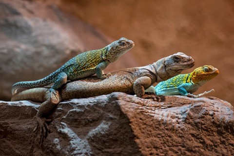 Collared Iguana, male, lying on Chuckwalla (Sauromalus obesus, Sauromalus australis) captive,