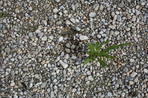 Nest with three eggs of the Little Ringed Plover (Charadrius dubius), brood, bird eggs, two,