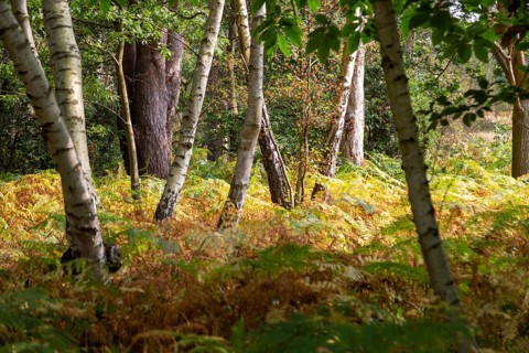 Silver birch trees, Betula pendula, trunks at different directions bracken understory, Suffolk