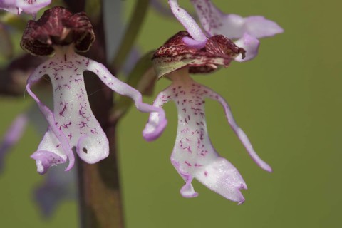Northern marsh-orchid (Orchis purpurea), flower figure, blossom, two, figures, dancing couple,