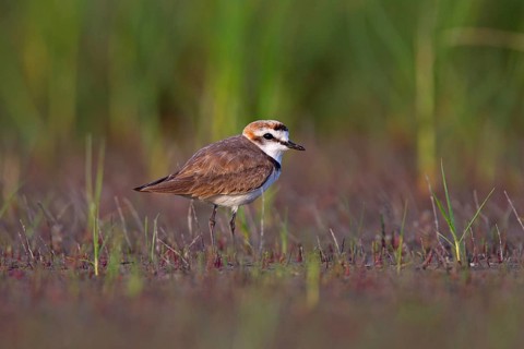 Kentish plover (Charadrius alexandrinus) male, Danube Delta Biosphere Reserve, Romania, Europe