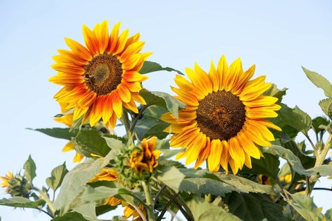 Helianthus yellow sun face head sunflower plant flower flowering close up, UK