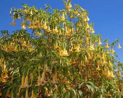 Yellow trumpet flowers of Brugmansia plant, Learn Angel Trumpet Tree, growing in public park in