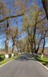 Iconic road through grove of ash trees with whitewashed bases of their trunks, Fraxinus