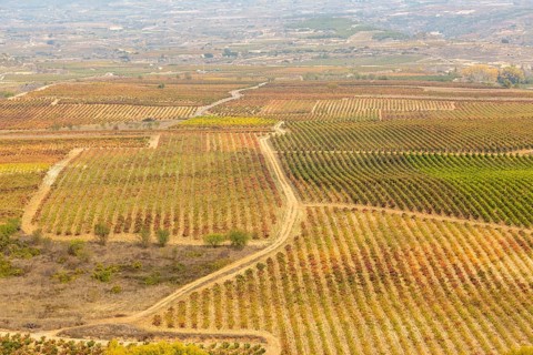 Autumn landscape fields of grape vines, view from Briones, La Rioja Alta, Spain, Europe