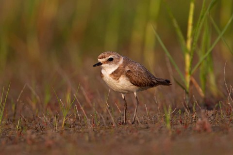 Kentish plover (Charadrius alexandrinus) female, Danube Delta Biosphere Reserve, Romania, Europe