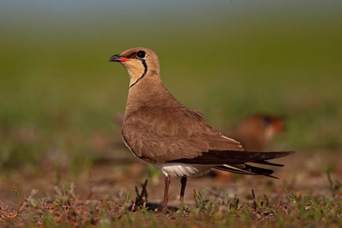 Collared pratincole (Glareola pratincola), Danube Delta Biosphere Reserve, Romania, Europe